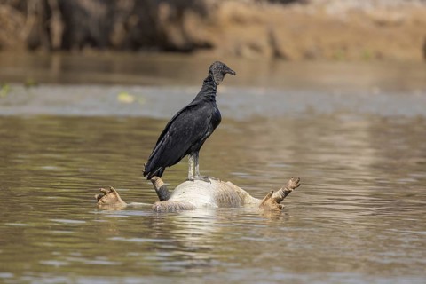 Raven Vulture (Coragyps atratus), on swimming dead Spectacled Caiman (Caiman yacare), Pantanal,