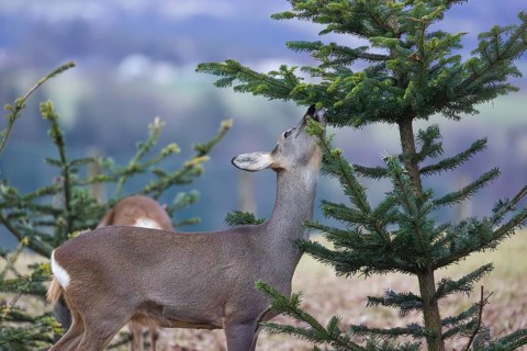 A female roe deer (Capreolus capreolus) stands in a meadow and nibbles on the needles of a fir tree