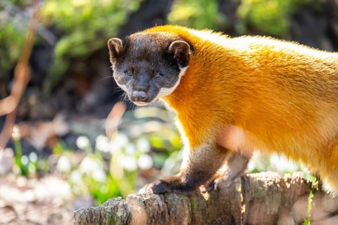 Yellow-throated marten (Martes flavigula) in a forest, captive, Germany, Europe