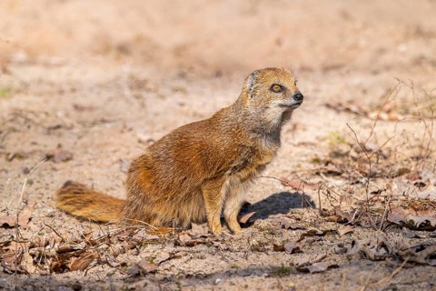 Yellow mongoose (Cynictis penicillata), in the dessert on a sunny day, captive