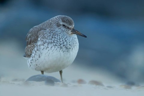 Red knot (Calidris canutus) adult wading bird in winter plumage on a coast shoreline, England,
