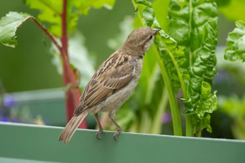 House sparrow (Passer domesticus) adult bird feeding on a garden Swiss chard vegetable plant,