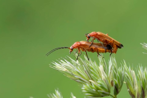 Common red soldier beetle (Rhagonycha fulva) two adult insects mating on a grass flower in summer,