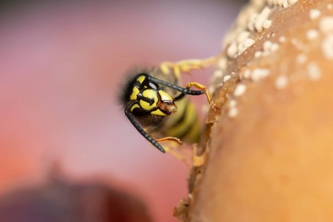 Common wasp (Vespula vulgaris) adult insect feeding on fallen fruit in a garden in summer, England,