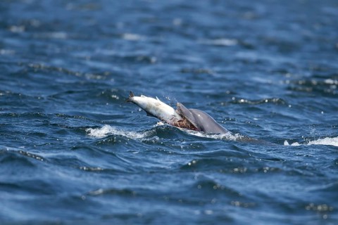 Common bottlenose dolphin (Tursiops truncatus) adult marine mammal eating a salmon fish on the