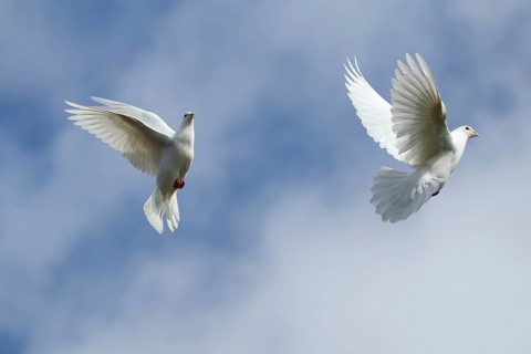 White or Release dove (Columba livia domestica) two adult birds flying, England, United Kingdom,