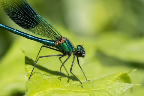 Banded demoiselle damselfly (Calopteryx splendens) adult male insect resting on a plant leaf in