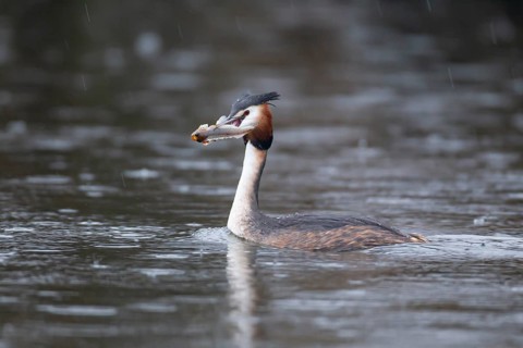 Great crested grebe (Podiceps cristatus) adult bird on a lake with a Bullhead fish in its beak,
