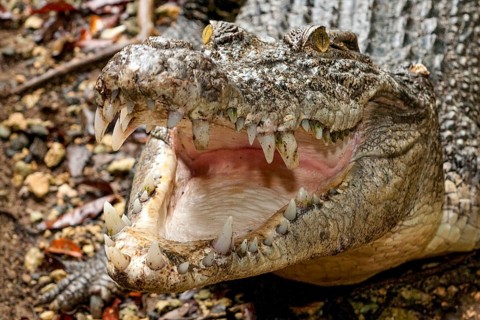 Close-up of the head of a saltwater crocodile (Crocodylus porosus), inguinal crocodile,