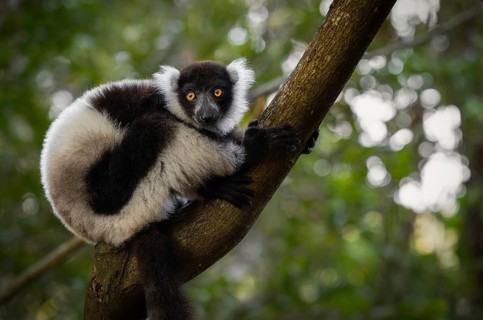 Black and white ruffed lemur (Variecea variegata) in the ren forests of the Maromizaha Reserve in