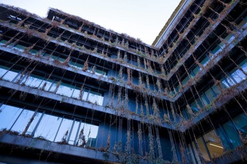 Climate-neutral façade greening on a new building, withered, dead, office building of CMS Hasche