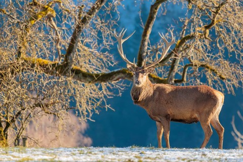 A red deer stag (Cervus elaphus) stands in the first light of day on a meadow covered in hoar frost