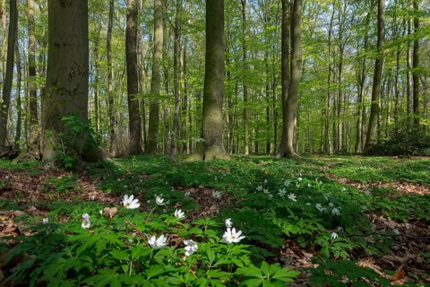 Beech forest in spring with wood anemones, Ahaus, Münsterland, North Rhine-Westphalia, Germany,