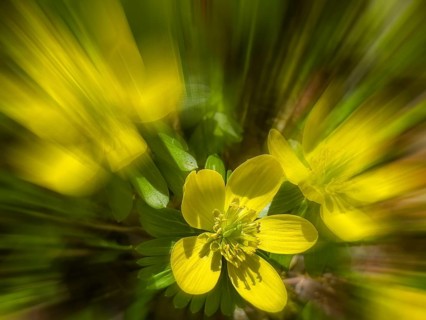 Winter aconite, winter aconite, lesser winter aconite, southern European winter aconite, knoble