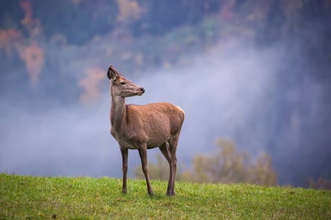 A red deer hind (Cervus elaphus) stands in a meadow on a foggy day