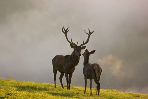 A red deer hind and a stag (Cervus elaphus) stand backlit on a meadow. Early morning light with a