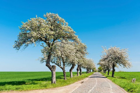 Avenue of blossoming fruit trees, narrow country road with cobblestones, blue sky, Burgenlandkreis,