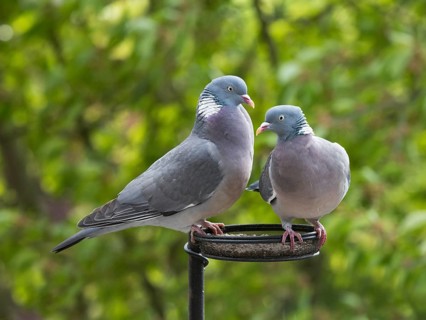 Wood Pigeon (Columba palumbus), adult birds, a pair perched on a bird feeding station, Hesse,
