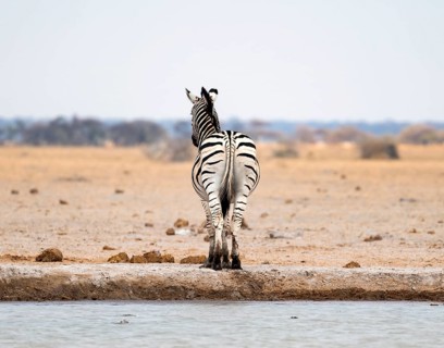 Steppe zebra (Equus quagga), zebra from behind at the waterhole, Nxai Pan National Park, Botswana,