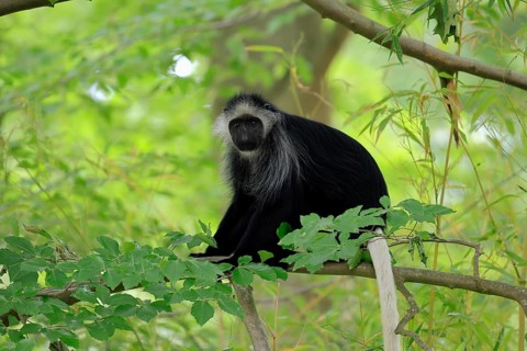 White-bearded snub-nosed monkey (Colobus polykomos), adult, sitting, on tree, foraging, alert