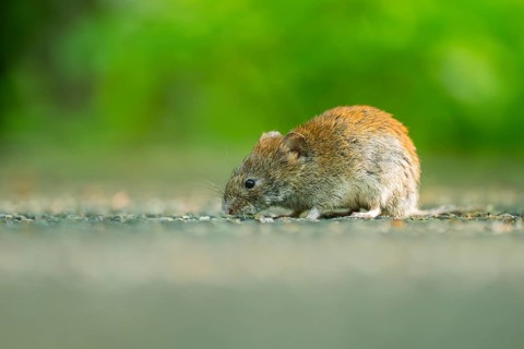Common vole (Microtus arvalis) on the ground, Bavaria, Germany, Europe