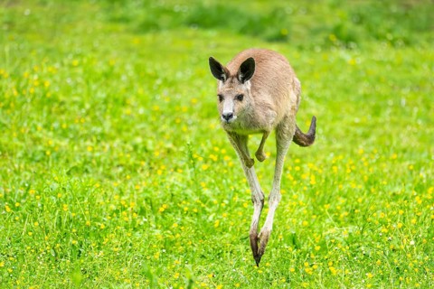 Eastern grey kangaroo (Macropus giganteus) on a meadow, Bavaria, Germany, Europe