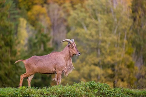 One Barbary sheep (Ammotragus lervia) stands on green hilly ground. A forest is in the background