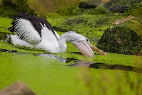 An Australian pelican (Pelecanus conspicillatus) swims in a duckweed-covered pond and fishes for