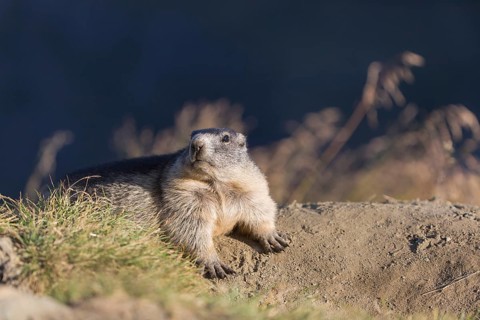 One adult Alpine Marmot, Marmota marmota, resting on a rim of a soil, observing his surrounding