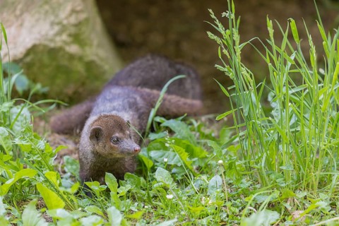 One Common cusimanse, Crossarchus obscurus, walking thru lush tall grass. Some rocks in the