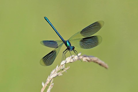 Banded demoiselle (Calopteryx splendens), male approaching a blade of grass, Switzerland, Europe