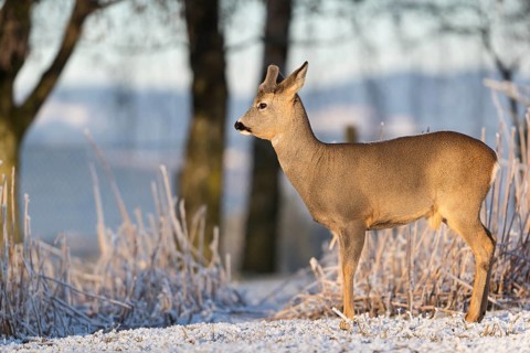 Roe deer standing in hoar frosted dead stinging nettle at minus 15 °C at sunrise. Trees and dead