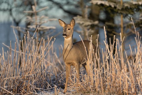 Roe deer standing in hoar frosted dead stinging nettle at minus 15 °C at sunrise. Trees and dead