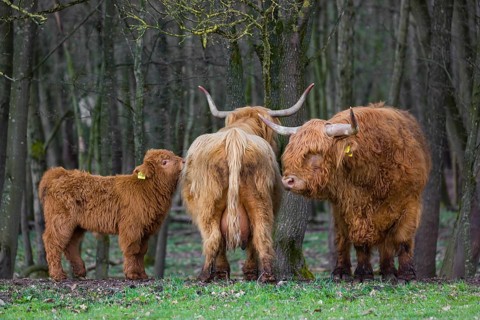Different interests. A family of Highlands (Bos (primigenius), a bull, a cow and a calf stand at a