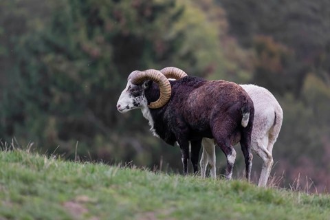 Two male snow sheep (Ovis nivicola), or Siberian bighorn sheep walk over a meadow, side by side
