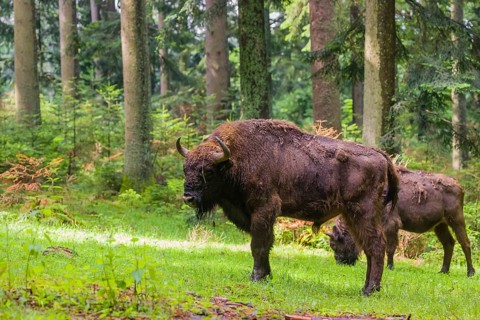 An adult male and female European bison (Bison bonasus) stand in a clearing in a dense forest