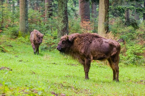 Two adult female European bison (Bison bonasus) stand in a clearing in a dense forest