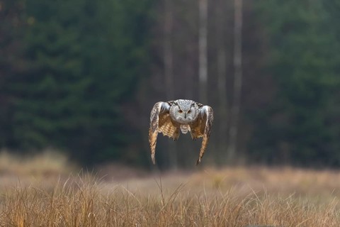 One Siberian Eagle Owl (Bubo bubo sibiricus) landing on a rock between tall reed grass lakeshore on