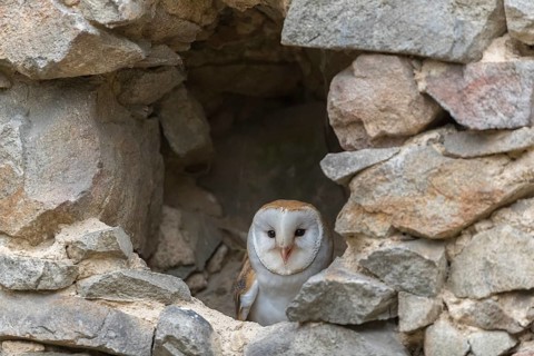 One barn owl (Tyto alba) sitting in a hole in a wall of a ruin of a monastery