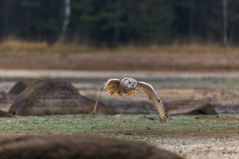 One Siberian Eagle Owl (Bubo bubo sibiricus) flying over a dry lakeshore on an autumnal misty cold