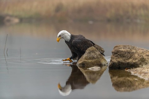 One Bald Eagle, Haliaeetus leucocephalus, standing on a rock in the shallow water ashore a small