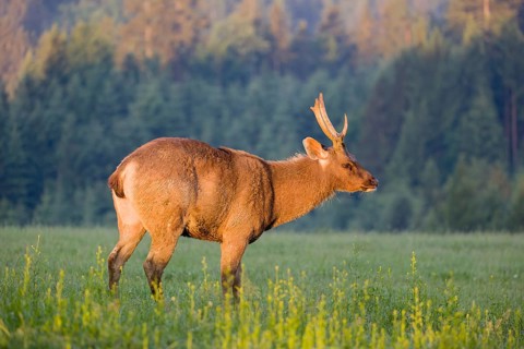 A Sambar stag (Rusa unicolor), stands on a meadow in first morning light