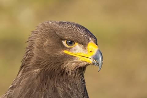 Portrait of Aquila nipalensis, steppe eagle, in late light with green background