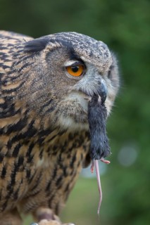 Portrait of an Eurasian Eagle Owl, Bubo bubo. Swallowing a dark grey mouse. Green vegetation in the