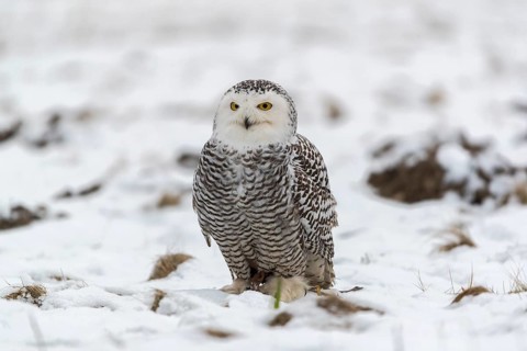 One snowy owl, Bubo scandiacus, Bubo scandiaca, Nyctea scandiaca sitting on a snowy meadow