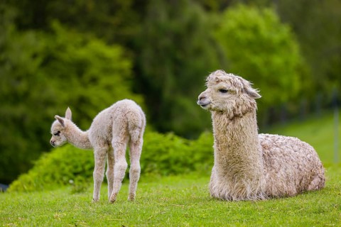 One white female Alpaca (Vicugna pacos) lies a on a fresh green meadow, one young stands next to