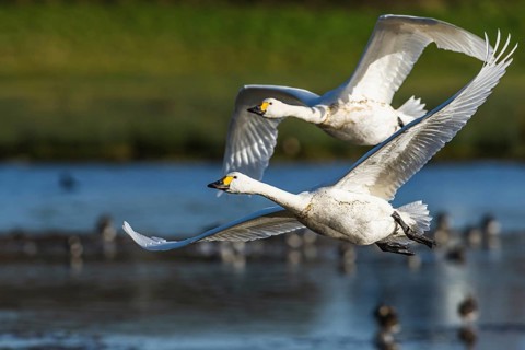 Tundra Swan, Bewick's Swan, Cygnus columbianus in flight at winter in Slimbridge, England, United