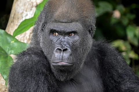 Western lowland gorilla (Gorilla gorilla gorilla), portrait, Réserve Lésio-Louna nature reserve,