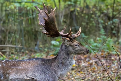 Close-up of a fallow deer