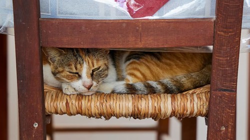 Patterned cat sleeping cosily on a woven chair seat under a table, cat (n), Olymbos, mountain